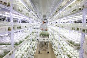 Succulent Cultivation Bases Large-scale Development