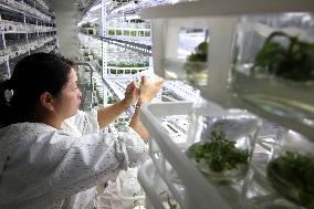 Succulent Cultivation Bases Large-scale Development