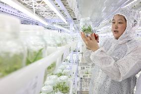 Succulent Cultivation Bases Large-scale Development