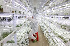 Succulent Cultivation Bases Large-scale Development