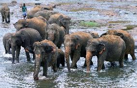 Pinnawala Elephant Orphanage - Sri Lanka