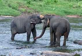 Pinnawala Elephant Orphanage - Sri Lanka