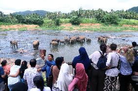Pinnawala Elephant Orphanage - Sri Lanka