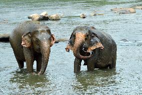Pinnawala Elephant Orphanage - Sri Lanka