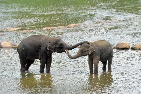 Pinnawala Elephant Orphanage - Sri Lanka