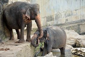 Pinnawala Elephant Orphanage - Sri Lanka