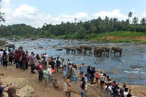 Pinnawala Elephant Orphanage - Sri Lanka