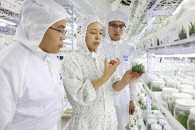 Succulent Cultivation Bases Large-scale Development