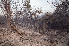 Firefighters Battle 'Fire Whirls' in Northern Spain