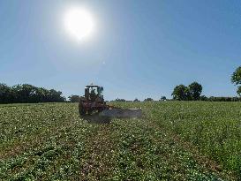 Farming in Aveyron During The Heatwave - France