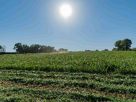 Farming in Aveyron During The Heatwave - France