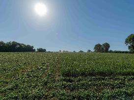 Farming in Aveyron During The Heatwave - France