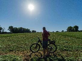 Farming in Aveyron During The Heatwave - France