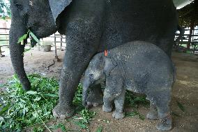 World Elephant Day In Bago - Myanmar