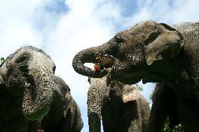 World Elephant Day In Bago - Myanmar