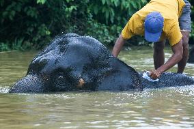 World Elephant Day In Bago - Myanmar