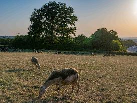 Sheep Farming Evening Pasture Due to High Temperatures in Arvieu - France