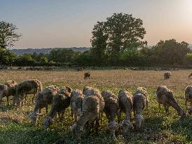 Sheep Farming Evening Pasture Due to High Temperatures in Arvieu - France