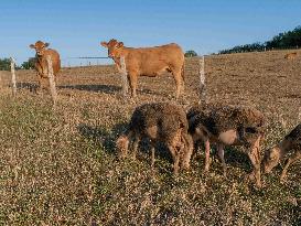 Sheep Farming Evening Pasture Due to High Temperatures in Arvieu - France