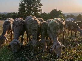 Sheep Farming Evening Pasture Due to High Temperatures in Arvieu - France