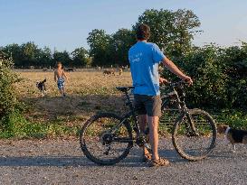 Sheep Farming Evening Pasture Due to High Temperatures in Arvieu - France