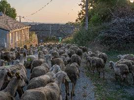 Sheep Farming Evening Pasture Due to High Temperatures in Arvieu - France
