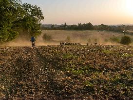 Sheep Farming Evening Pasture Due to High Temperatures in Arvieu - France