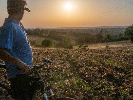 Sheep Farming Evening Pasture Due to High Temperatures in Arvieu - France