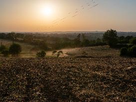 Sheep Farming Evening Pasture Due to High Temperatures in Arvieu - France