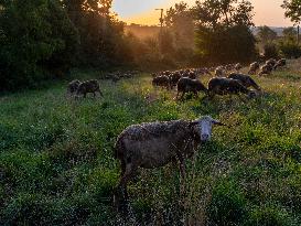 Sheep Farming Evening Pasture Due to High Temperatures in Arvieu - France