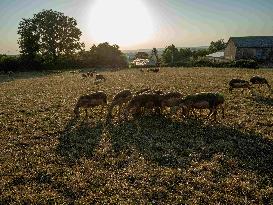 Sheep Farming Evening Pasture Due to High Temperatures in Arvieu - France
