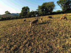 Sheep Farming Evening Pasture Due to High Temperatures in Arvieu - France