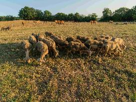 Sheep Farming Evening Pasture Due to High Temperatures in Arvieu - France