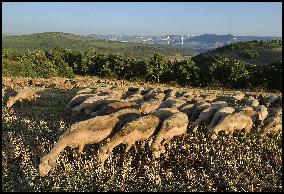 Illustration - Millau