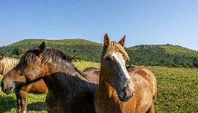 Illustration - Puy-de-Dome