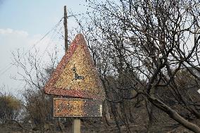 Forest Fires Continue to Burn in Northern Spain