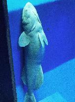 Shark sucker