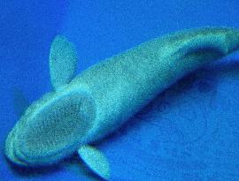 Shark sucker