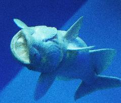 Shark sucker