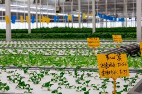 Smart Agriculture Plant Factory Opens in Kuqa Xinjiang - China