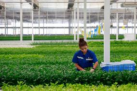 Smart Agriculture Plant Factory Opens in Kuqa Xinjiang - China