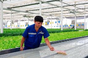 Smart Agriculture Plant Factory Opens in Kuqa Xinjiang - China