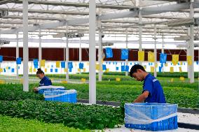 Smart Agriculture Plant Factory Opens in Kuqa Xinjiang - China