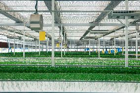 Smart Agriculture Plant Factory Opens in Kuqa Xinjiang - China
