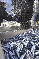 Saury fishing season begins in Hokkaido