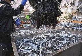 Saury fishing season begins in Hokkaido