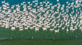Ecological Goose Breeding Industry