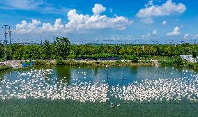 Ecological Goose Breeding Industry