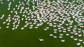 Ecological Goose Breeding Industry