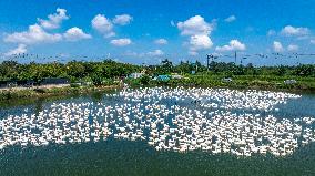 Ecological Goose Breeding Industry